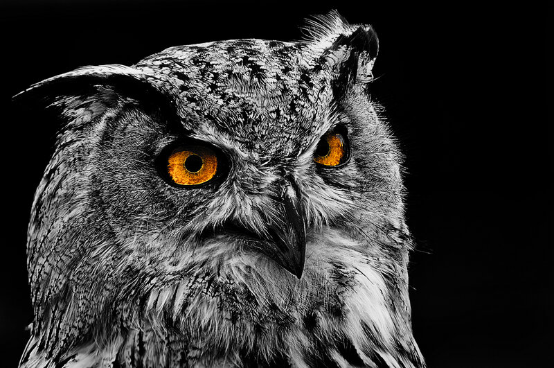 Owl with Orange Eyes — Black