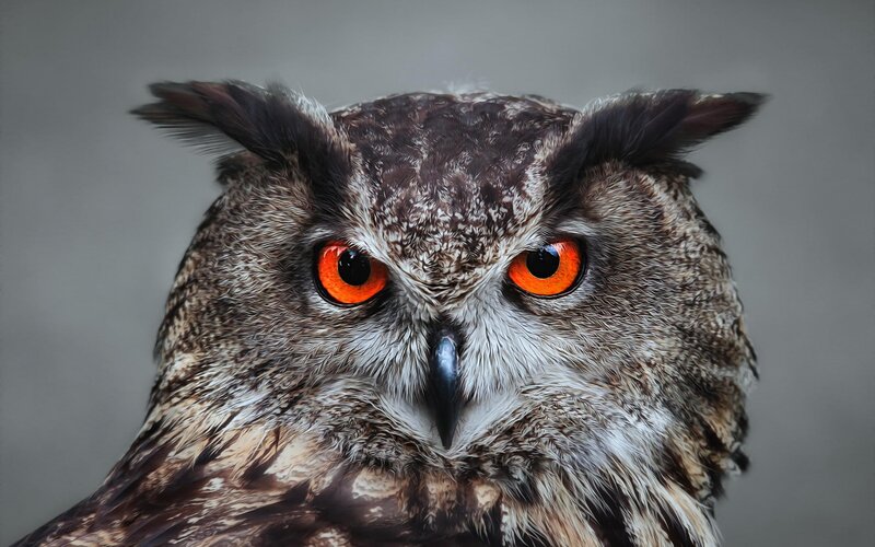 Owl with Orange Eyes — Brown, Intense, Photograph, Beak