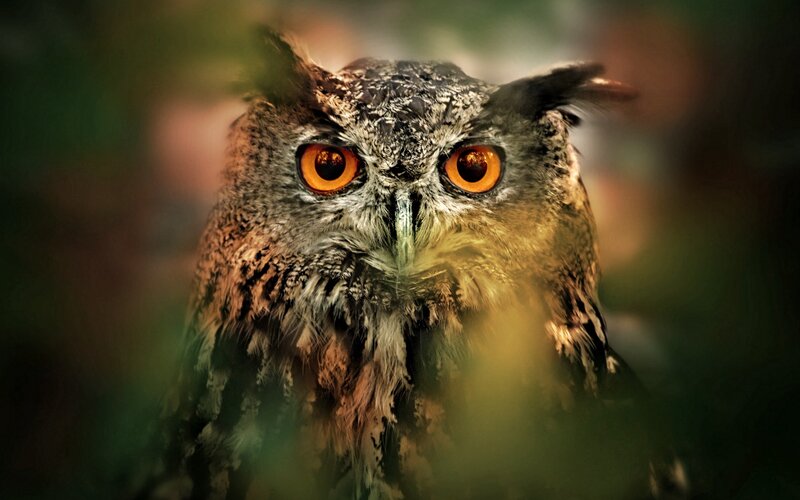 Owl with Orange Eyes — Brown, Intense, Photograph, Feathers