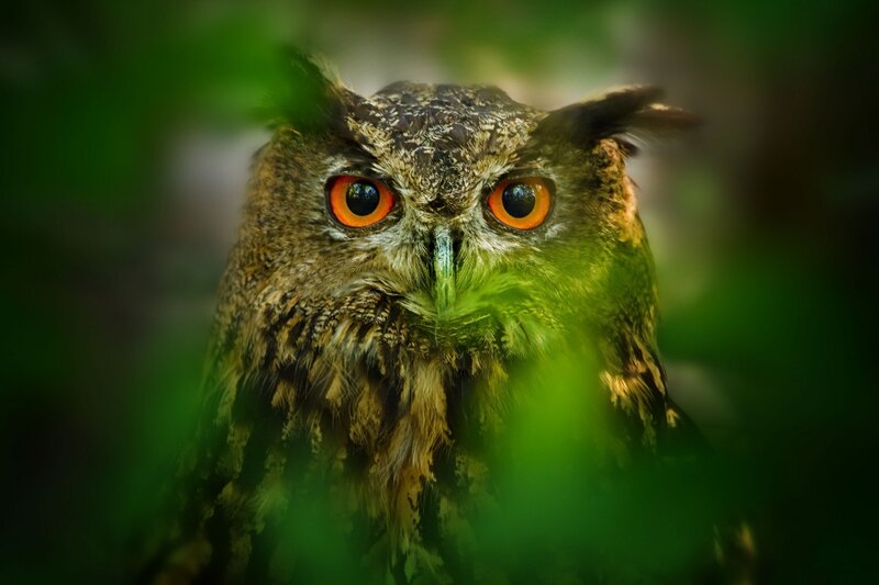 Owl with Orange Eyes — Brown, Intense, Photograph, Green Leaves