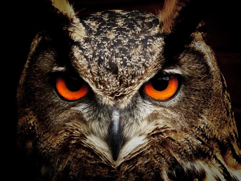 Owl with Orange Eyes — Brown, Intense, Photograph