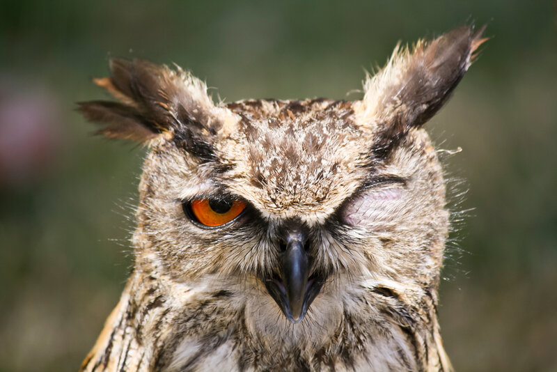 Owl with Orange Eyes — Brown, Intense