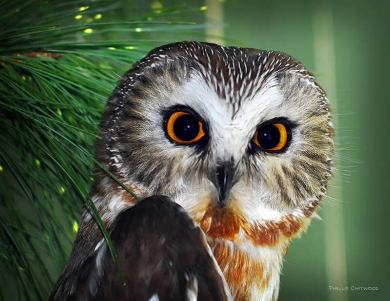 Owl with Orange Eyes — Brown
