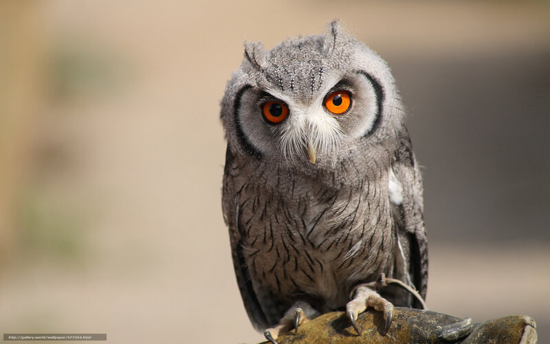 Owl with Orange Eyes — Gray, Alert, Afternoon, Photograph, Bird