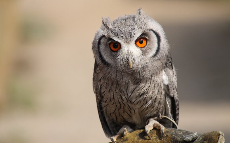 Owl with Orange Eyes — Gray, Alert, Afternoon