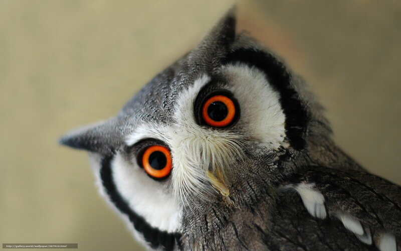 Owl with Orange Eyes — Gray, Alert, Photograph, Feathers