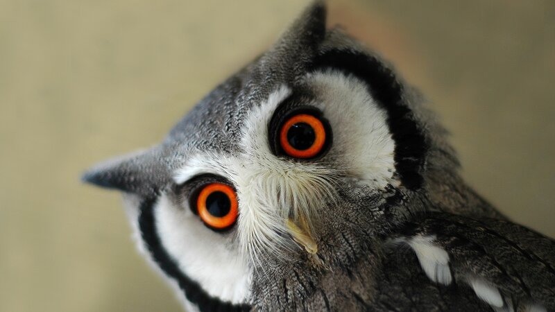 Owl with Orange Eyes — Gray, Curious