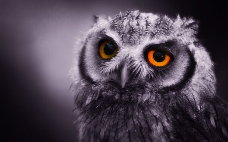 Owl with Orange Eyes — Gray, Dramatic, Photograph, Feathers