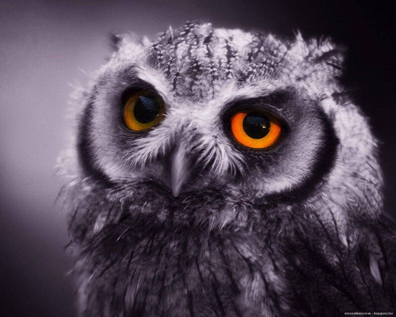 Owl with Orange Eyes — Gray, Intense, Photograph, Feathers