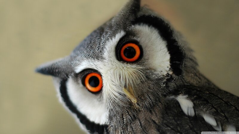 Owl with Orange Eyes — Gray, Intense, Photograph