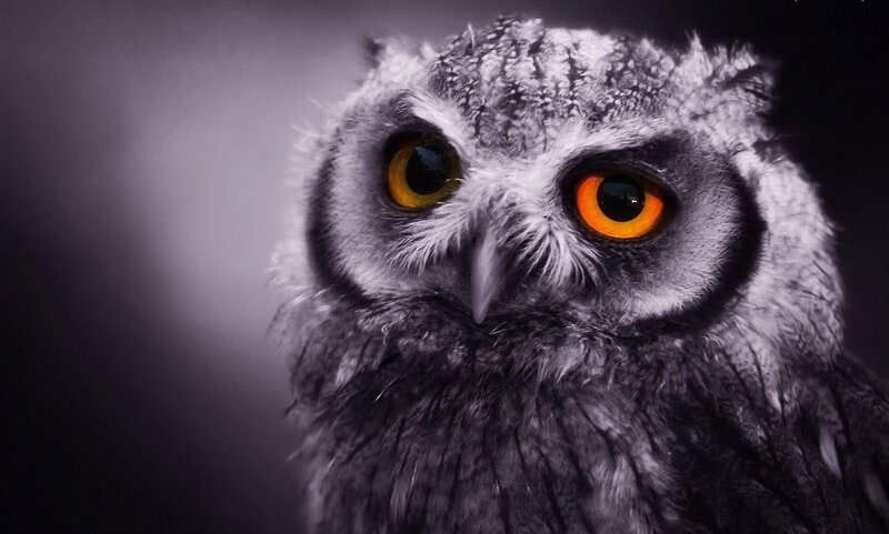 Owl with Orange Eyes — Gray, Intense