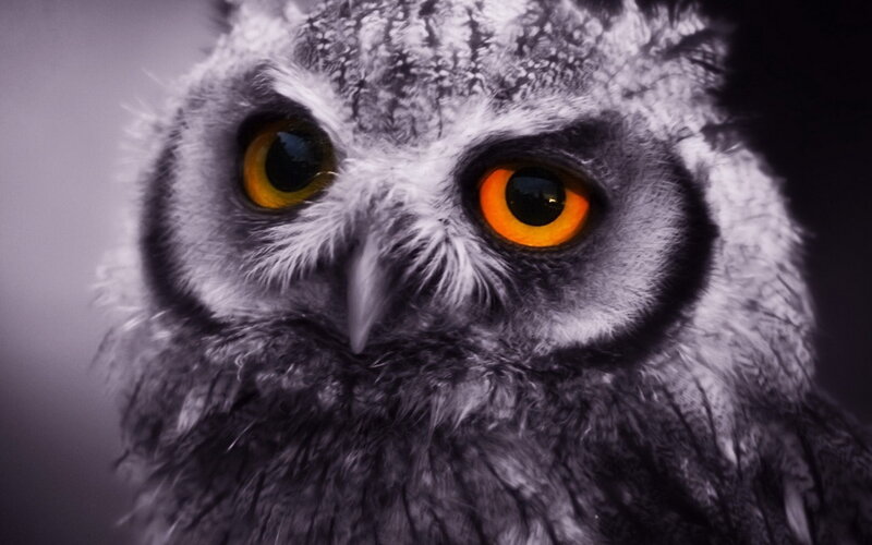 Owl with Orange Eyes — Gray
