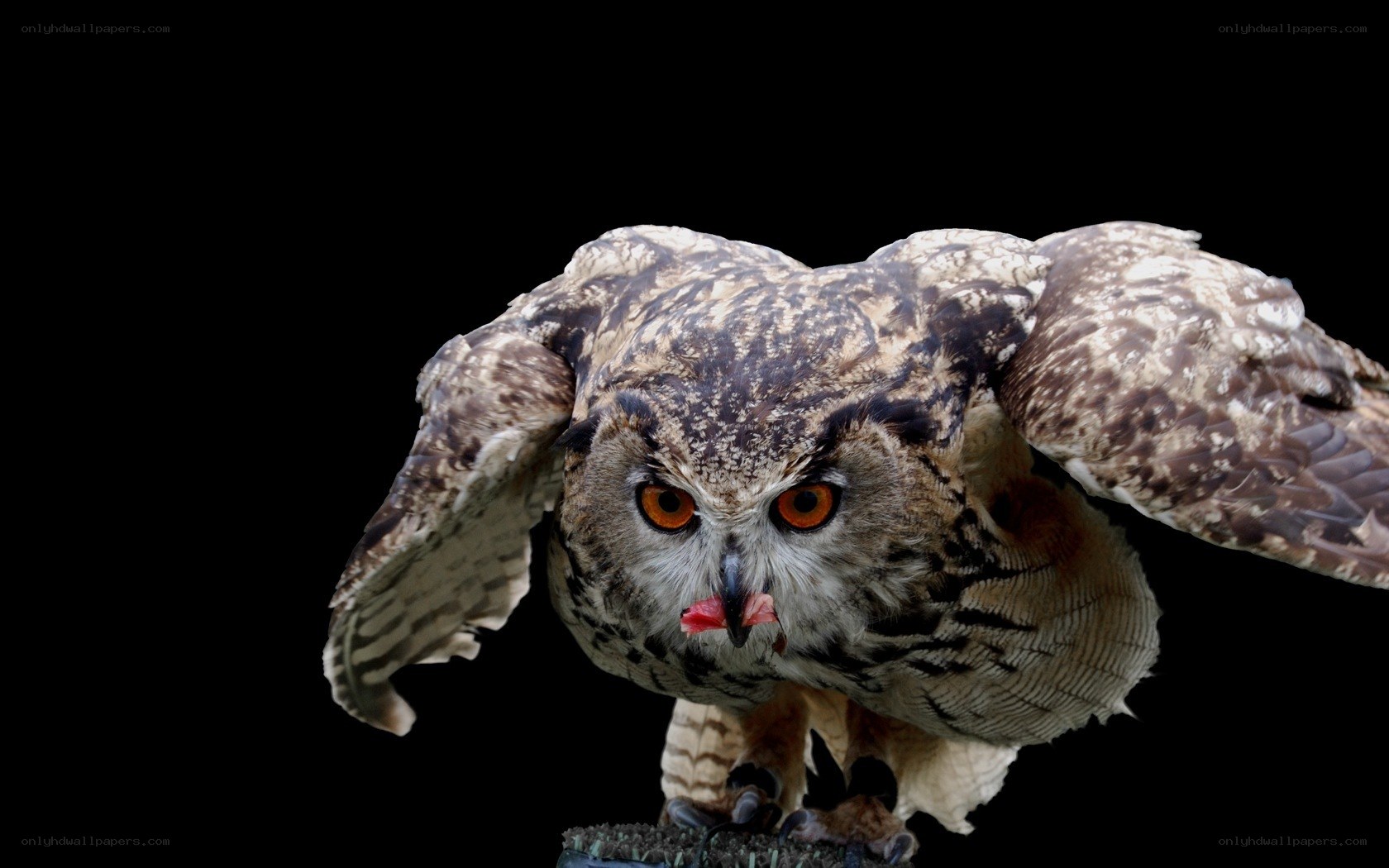 owl with prey in beak