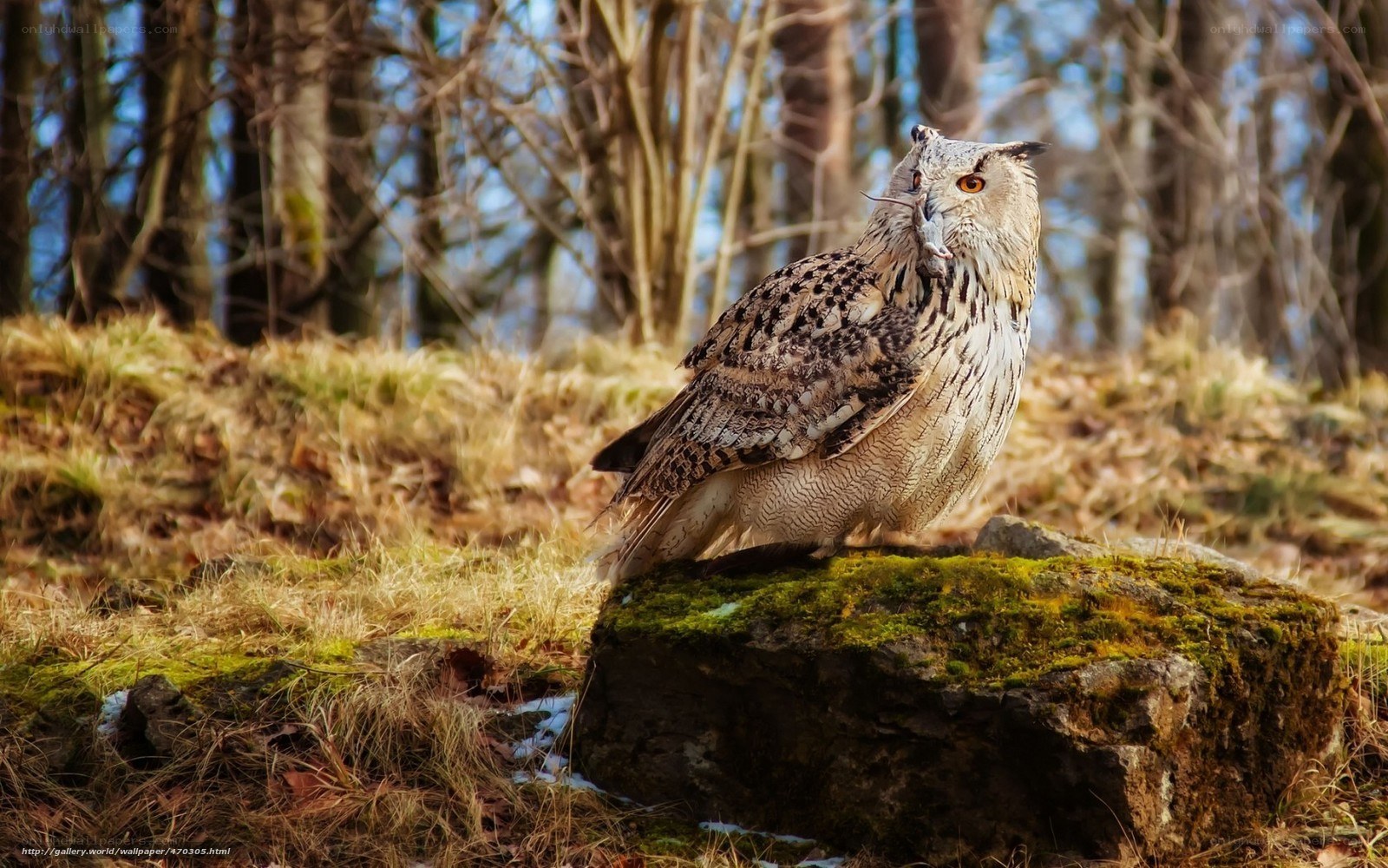 Owl with prey in forest