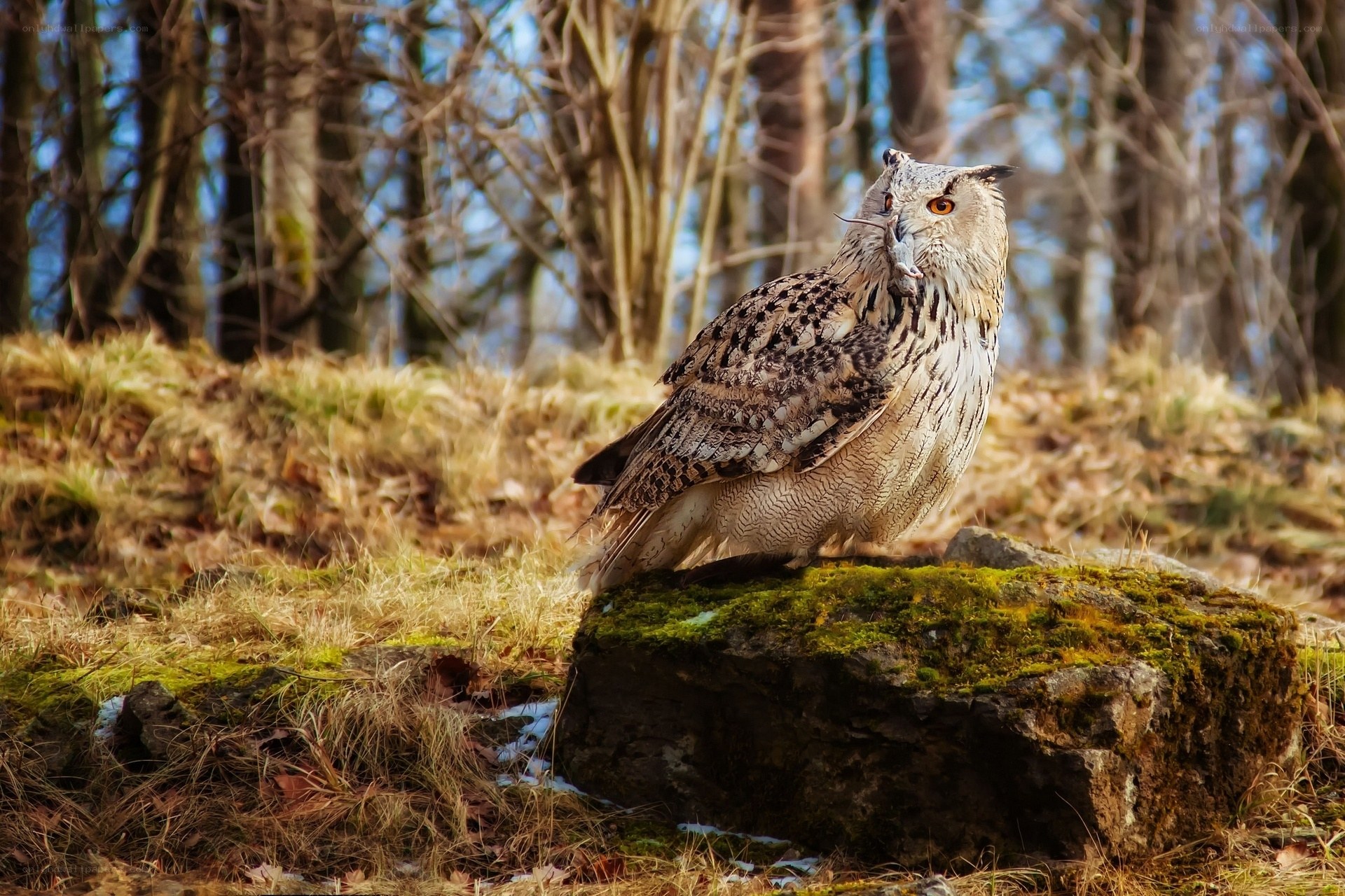 Owl with prey in forest