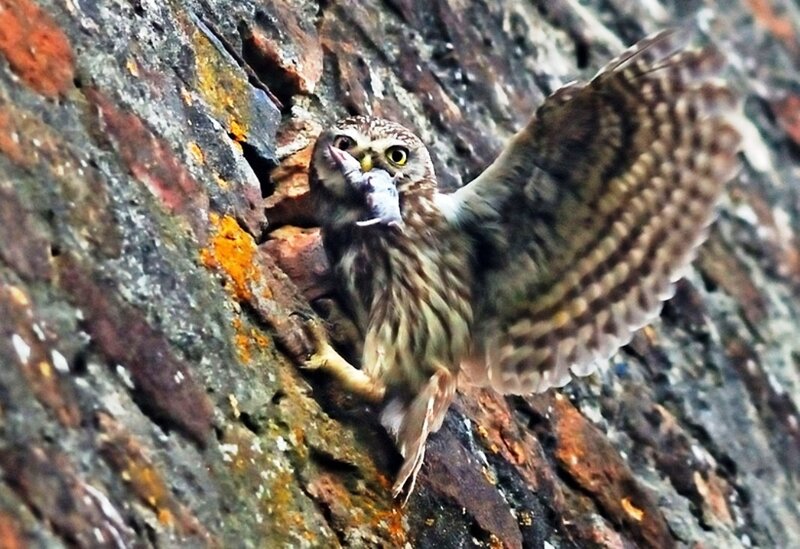 Owl with Prey