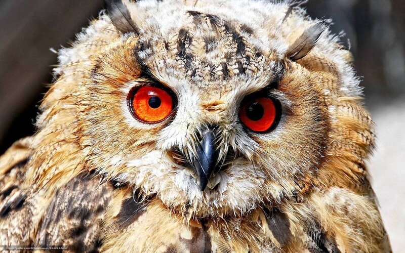 Owl with Red Eyes — Brown
