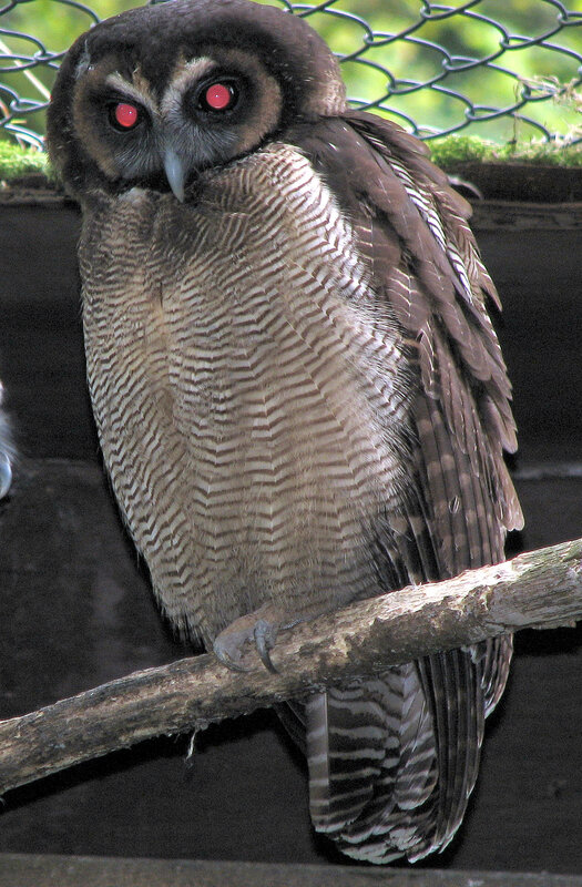 owl with red eyes on branch