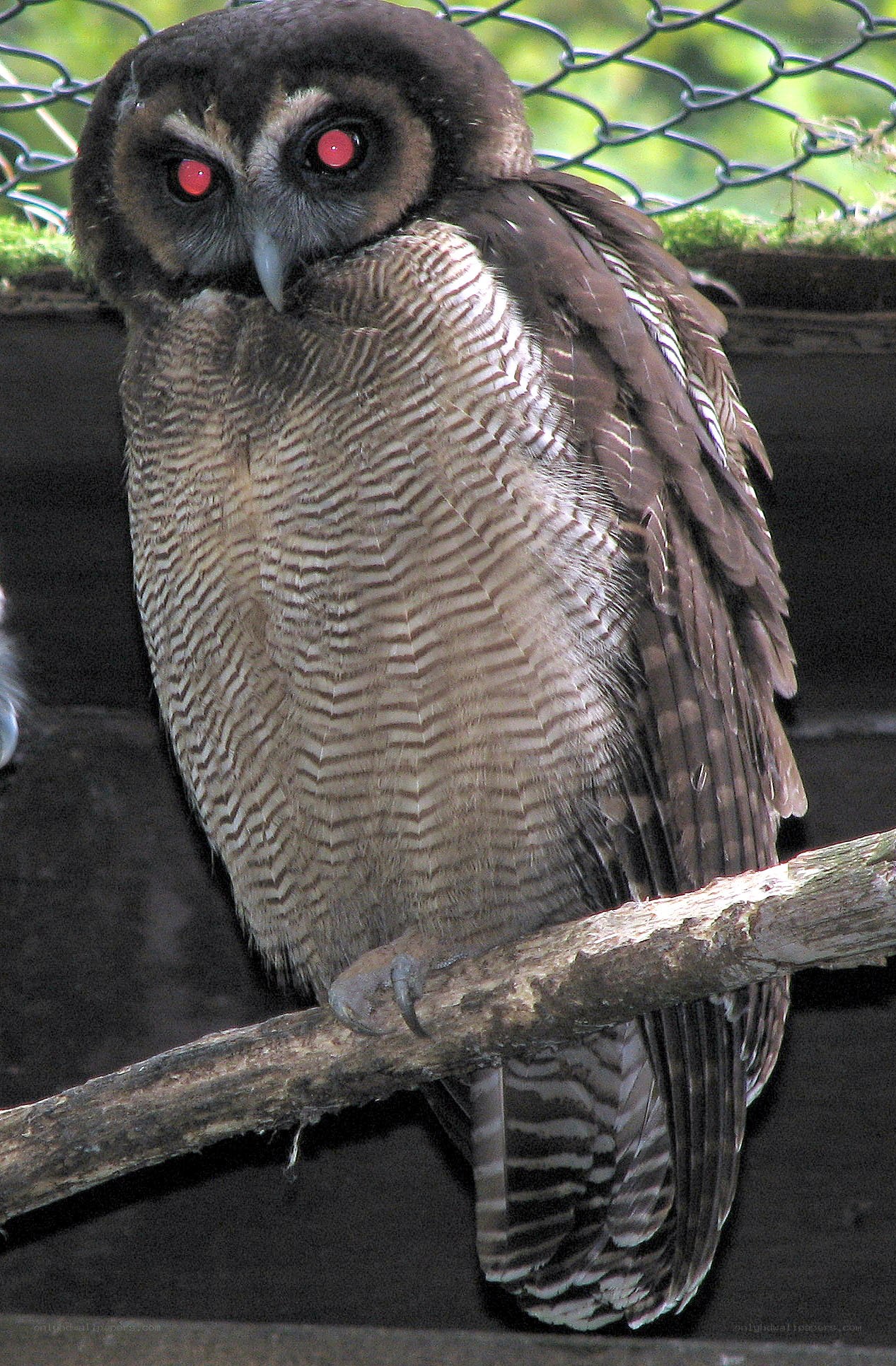 owl with red eyes on branch