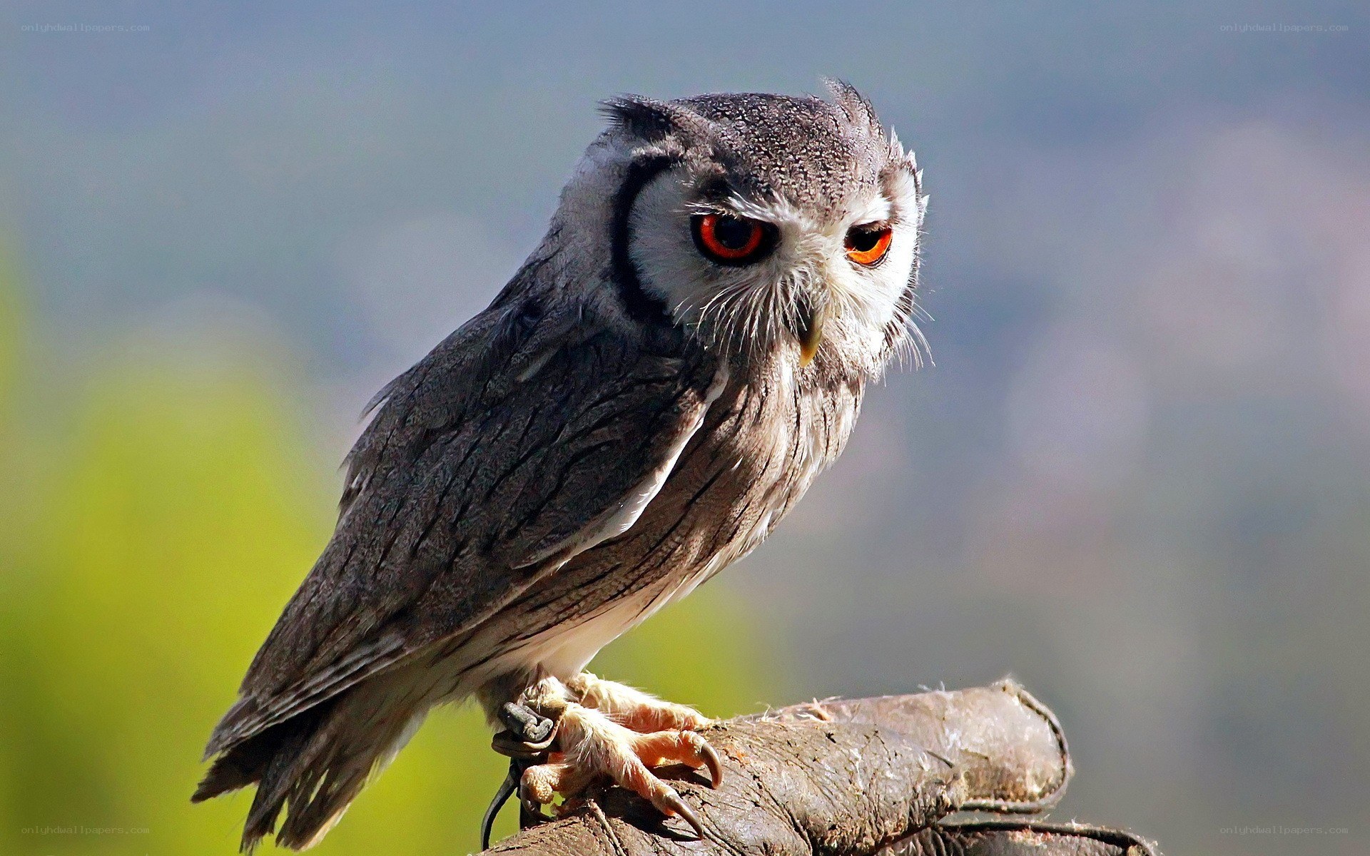 Owl with red eyes perched