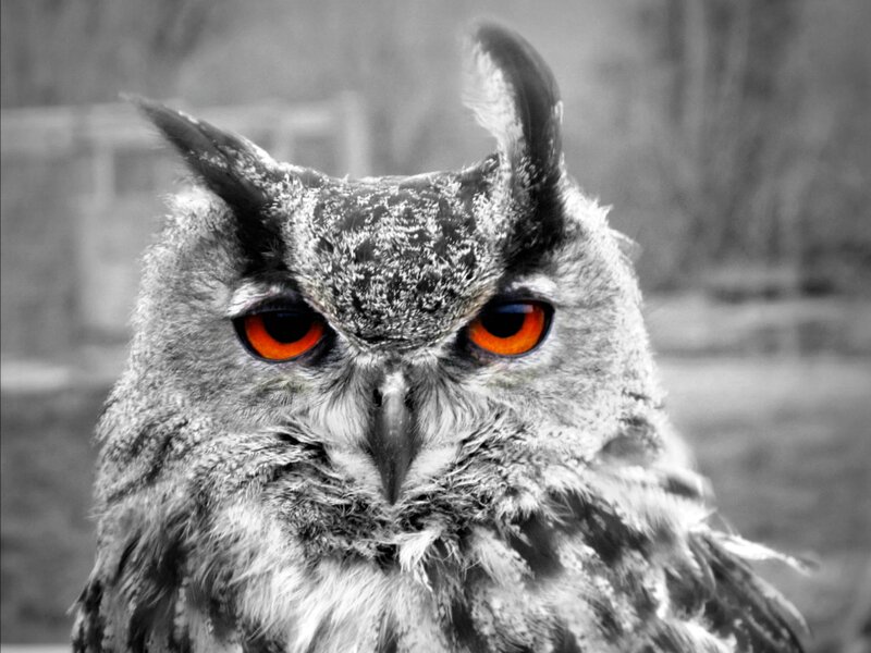 Owl with Red Eyes