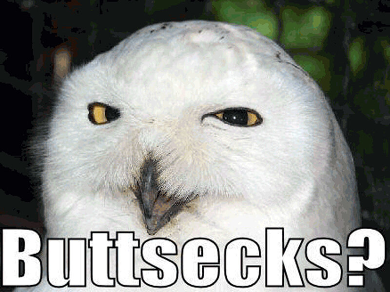 owl with skeptical expression