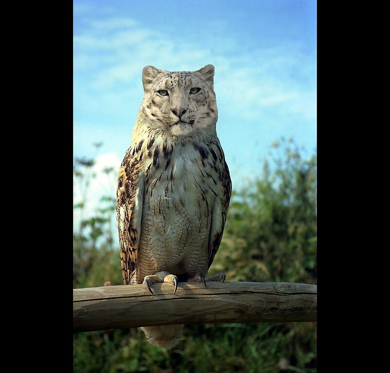 owl with snow leopard face