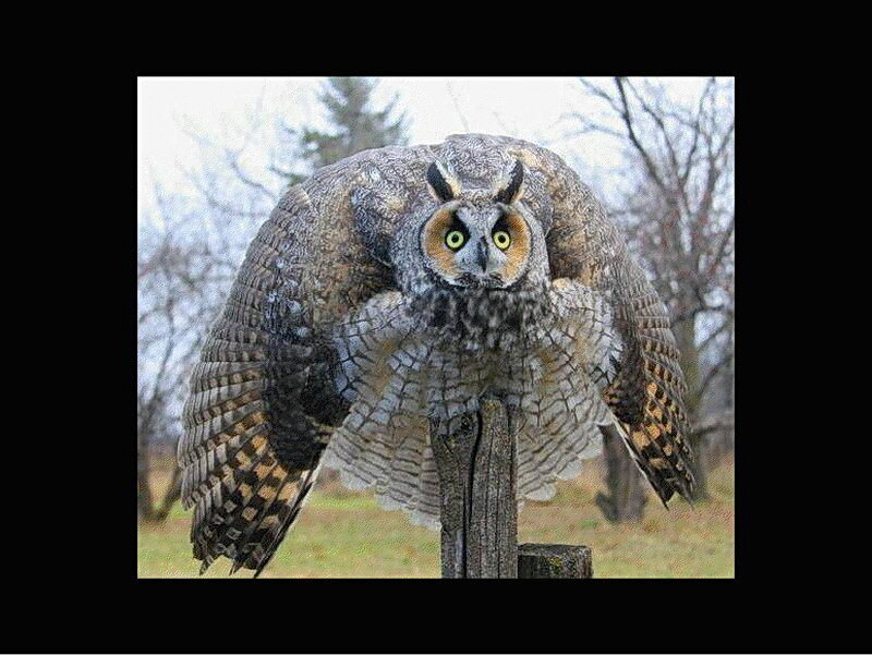 owl with spread wings