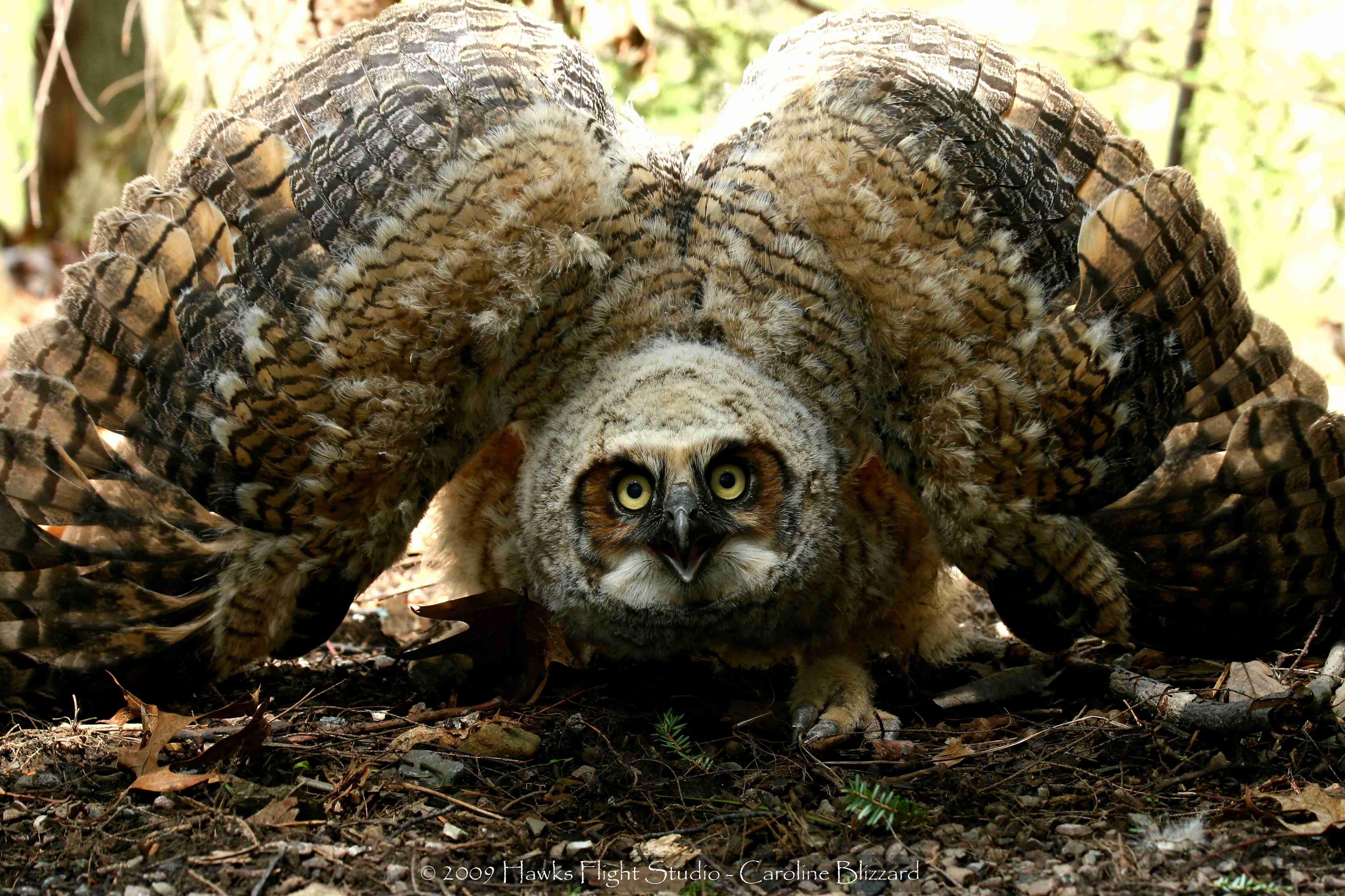 owl with spread wings