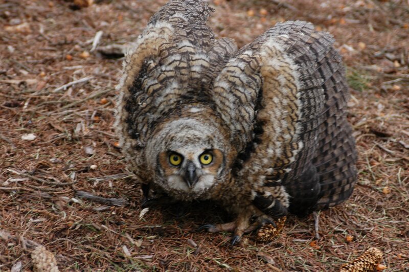 owl with spread wings