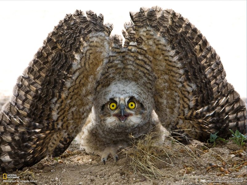 owl with spread wings