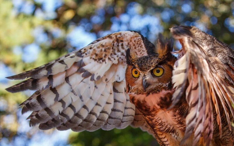 Owl with Spread Wings — Brown, Alert