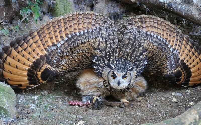 Owl with spread wings