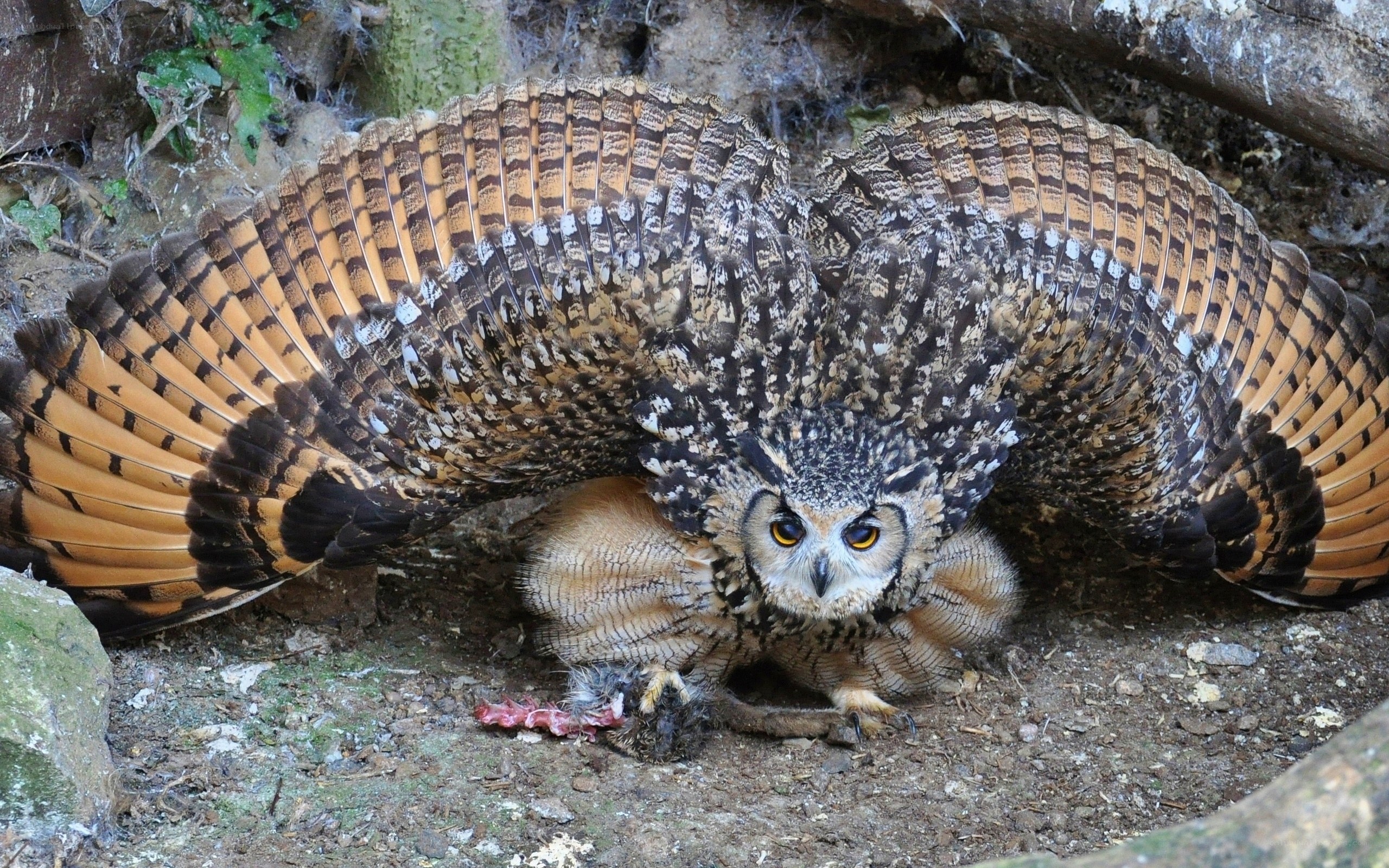 Owl with spread wings