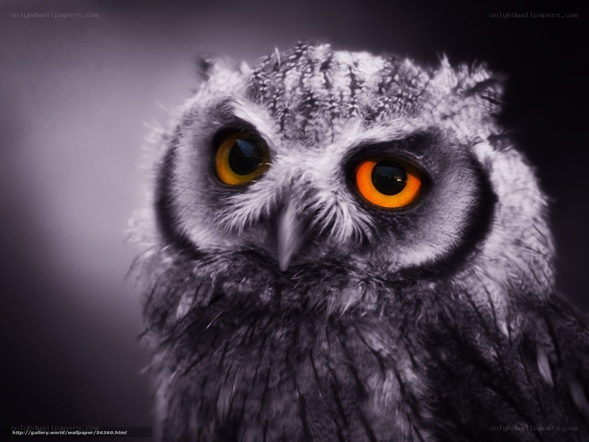 Owl with striking orange eyes