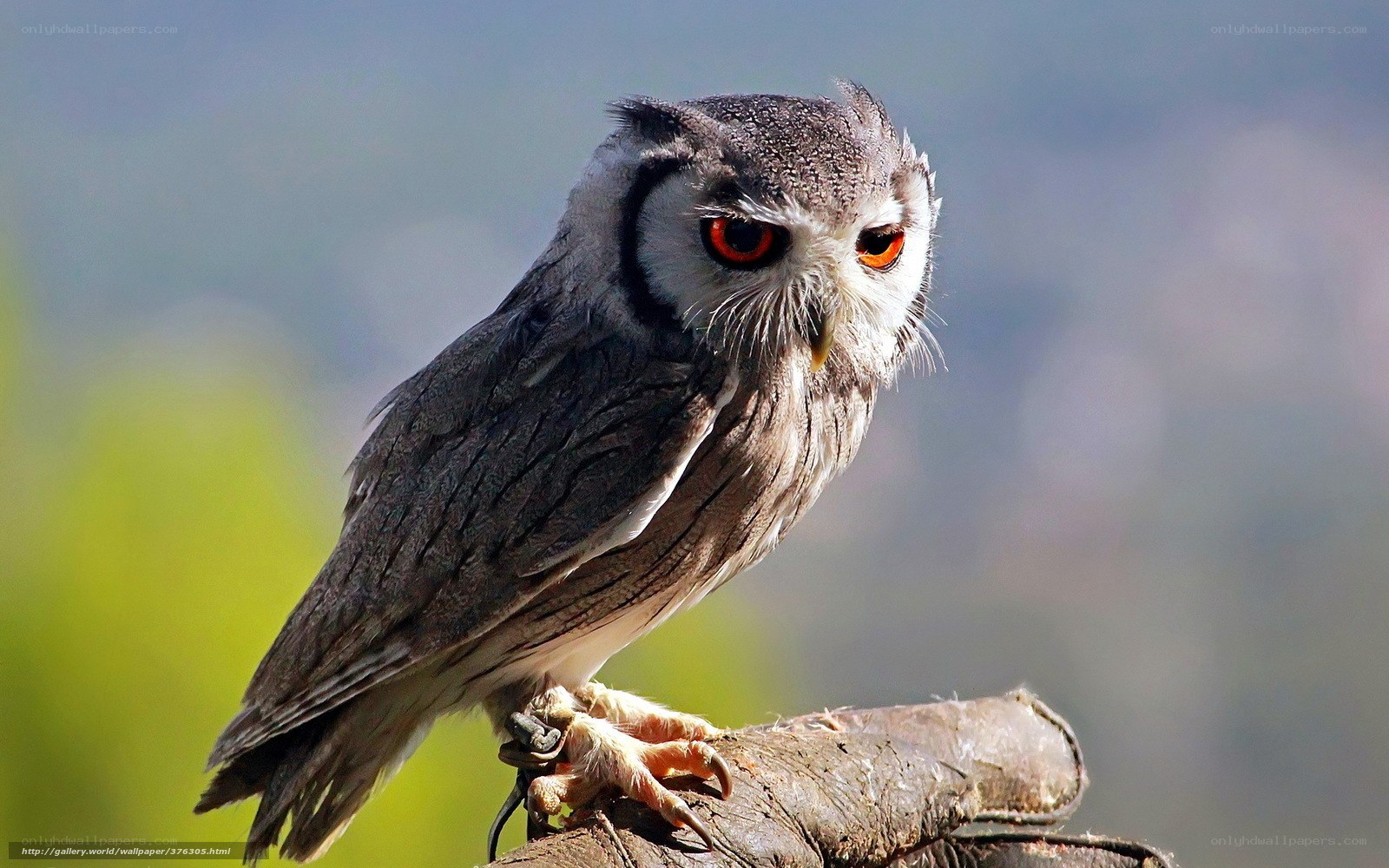 Owl with striking red eyes
