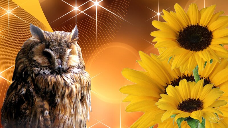 Owl with Sunflowers