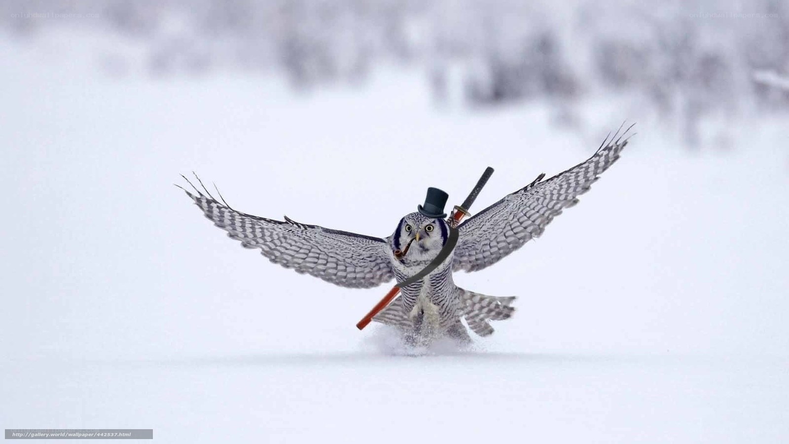 owl with sword and top hat
