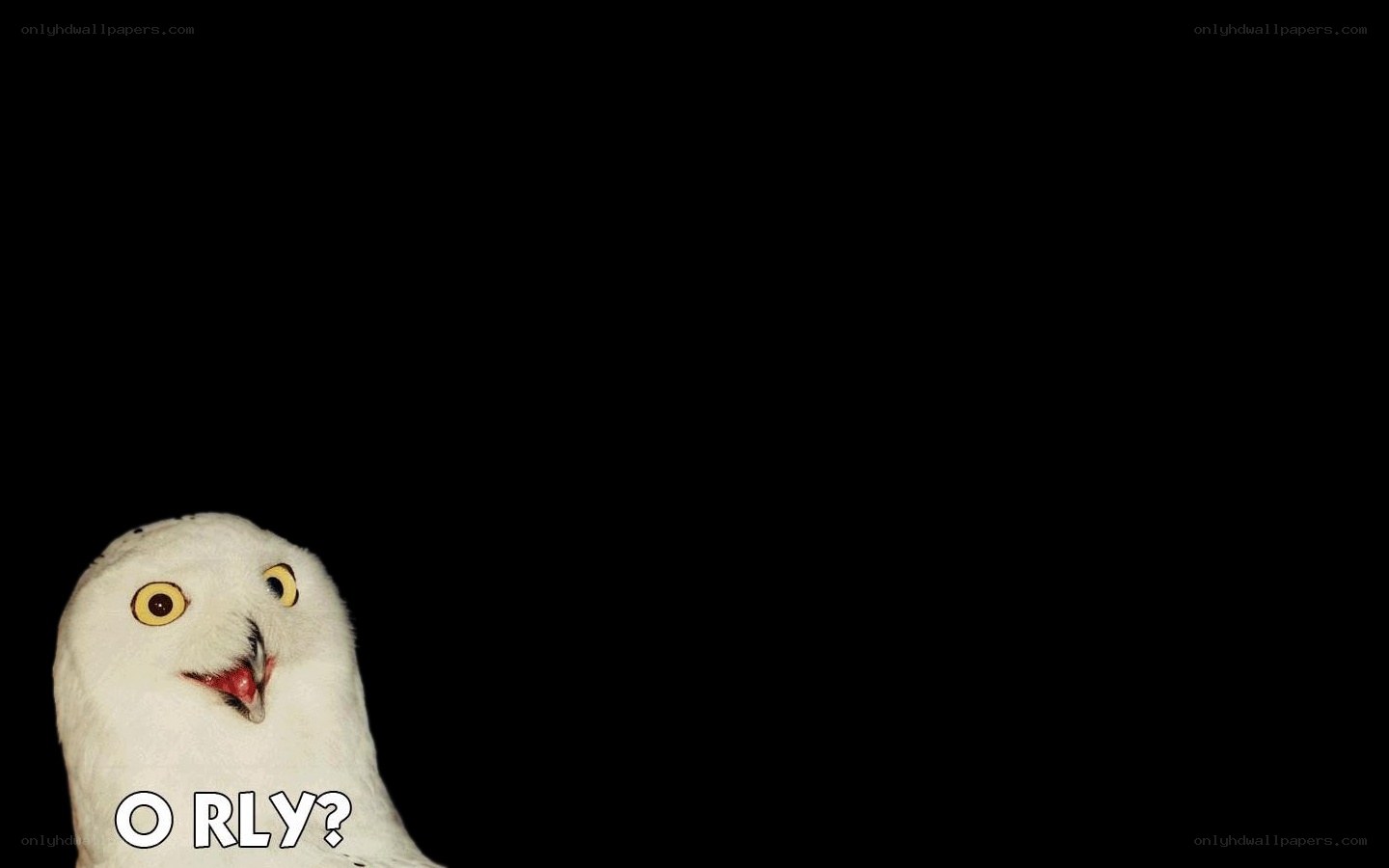 owl with text o rly