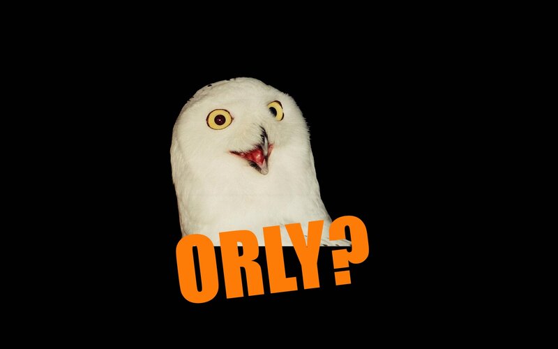 owl with text overlay
