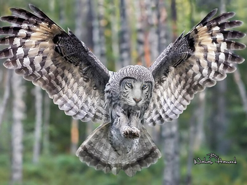 Owl with Tiger Face