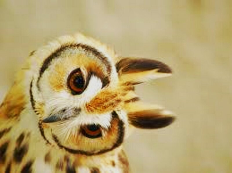 Owl with Tufted Ears