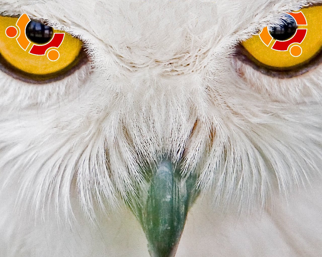 Owl with Ubuntu logos in eyes