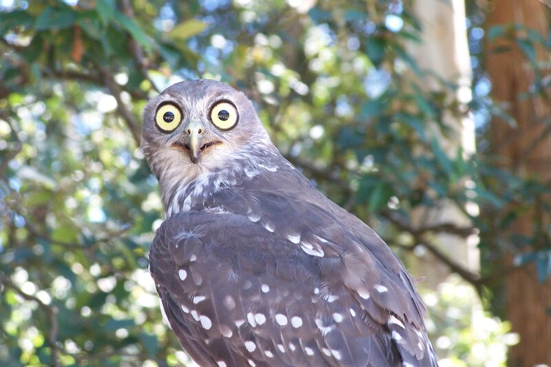 owl with wide eyes