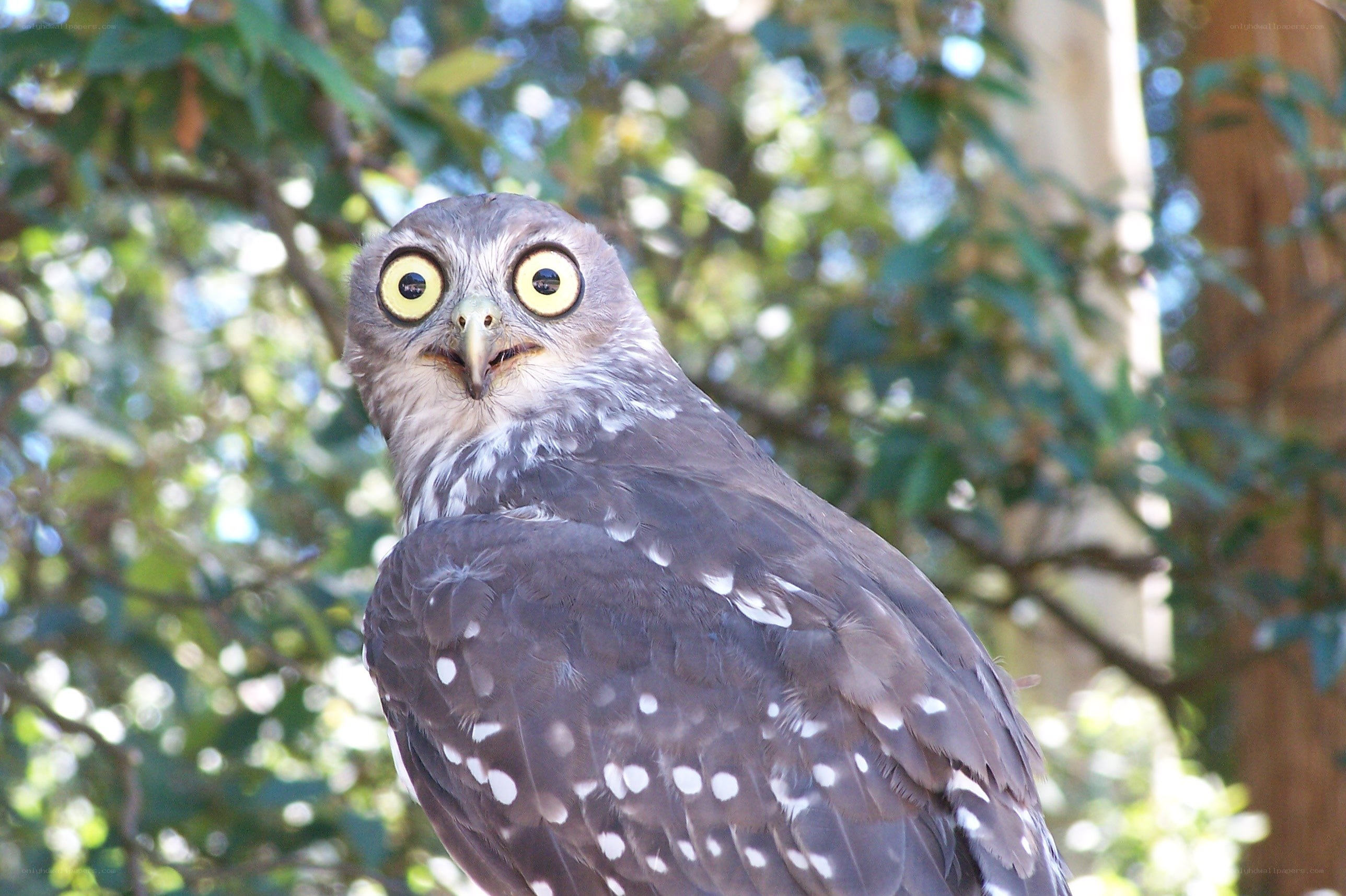 owl with wide eyes