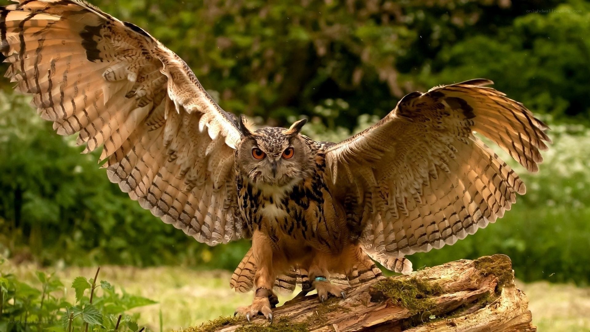 Owl with wings spread
