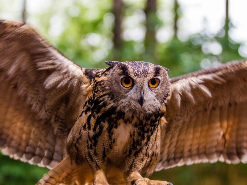 Owl with wings spread