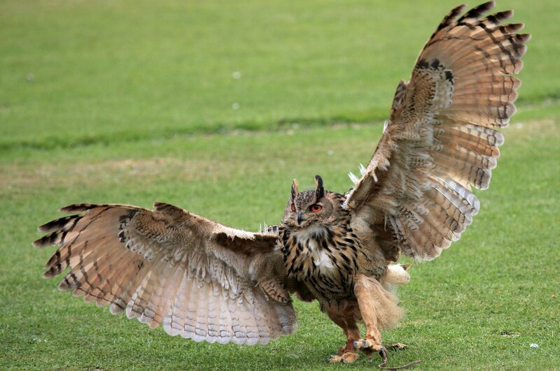 Owl with wings spread on grass