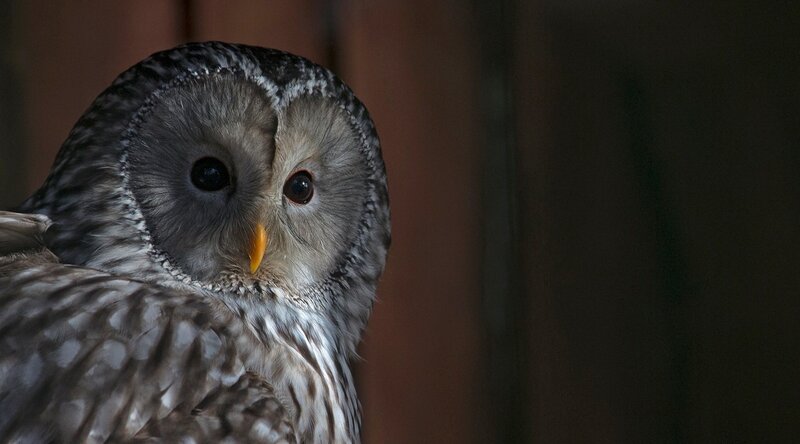Owl with Yellow Beak