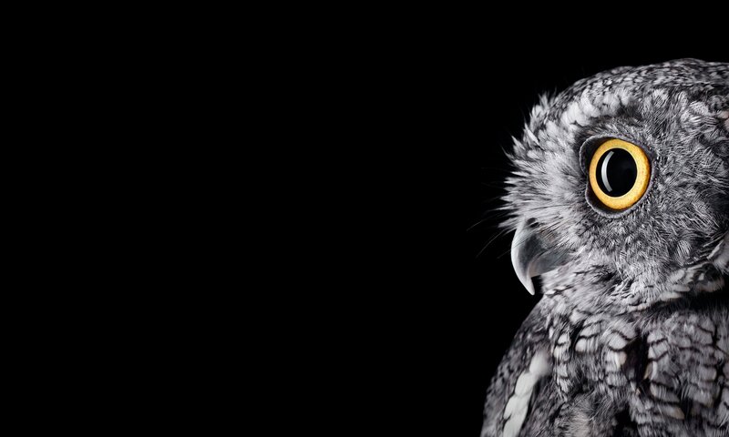 Owl with Yellow Eye